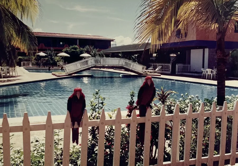 Dos guacamayas posadas en la cerca frente a la piscina y el puente de Hotel Villa Marina Suites, Chichiriviche