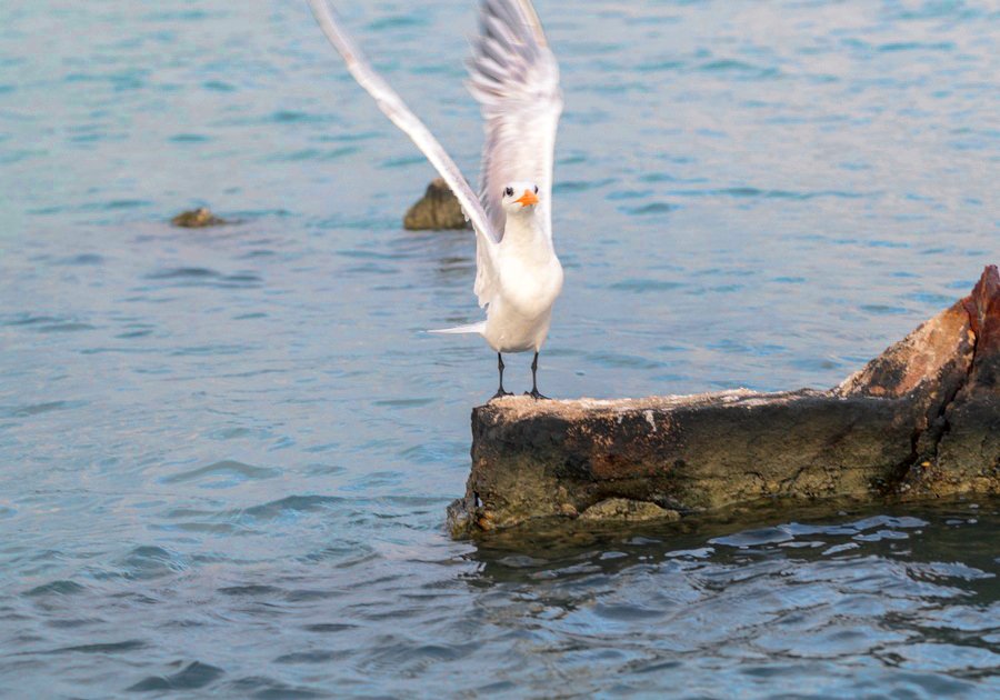 villa-marina-suites-parque-8